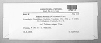 Tilletia laevis image